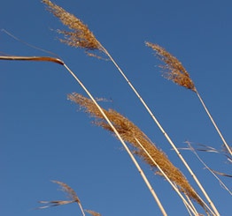LE PAILLASSON CAMARGUAIS