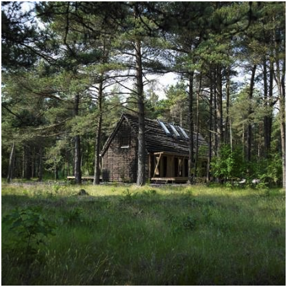 Modern Seaweed House