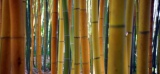 Des gratte-ciels en bambou sous les Tropiques