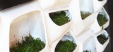  This Modular Green Wall System Generates Electricity From Moss 
