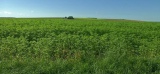 Agriculture : l'Aube à la pointe de la culture du chanvre