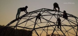 Adaptable Bamboo Geodesic Domes Win the Buckminster Fuller Challenge Student Category 2016 
