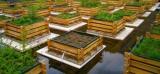 Une expérimentation pour mieux comprendre le fonctionnement des toitures végétalisées