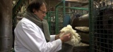 BELGIQUE - Le dernier lavoir-carbonisage de laine en Europe est à Verviers