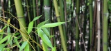 Le bambou, une plante essentielle dans la vie quotidienne