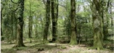 Approbation du programme national de la forêt et du bois