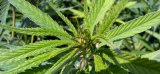 Le cannabis aubois tient ses promesses