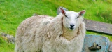 La laine de mouton n'a pas dit son dernier mot