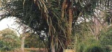 ****Le raphia classé espèce végétale protégée à Bangangté (ouest-Cameroun)