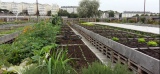 ***L'agriculture urbaine redessine la ville du futur à Angers 