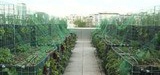 [vidéo] Agriculture urbaine : nouveau potager sur un toit parisien