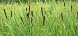 Senegal: Project to transform Typha into fuel launched