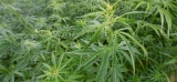 ***Agriculture : loin du “cannabis thérapeutique”, le Cher explore les possibilités du chanvre