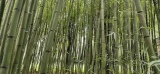 Des bambousaies pour traiter les eaux usées