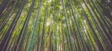 Un matériau de construction haute performance dérivé du bambou