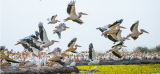Lancement du Projet de renforcement de la protection et de valorisation du Parc national des oiseaux du Djoudj, bien inscrit sur la Liste du patrimoine mondial