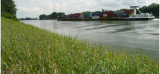 Umweltfreundliche Uferbefestigung aus nachwachsenden Rohstoffen im Praxistest am Rhein