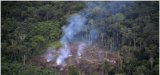 Malgré la crise du Covid, la destruction des forêts tropicales s'accélère