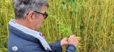 La nouvelle éco : la culture du chanvre en pleine expansion en Bretagne