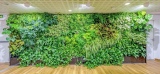 La Nouvelle Eco : à Saulges, la société Garden Events invite la nature sur les murs