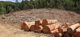 AFRIQUE : Françoise Van de Ven prend les rênes de l’Atibt, pour le bois durable | Afrik 21