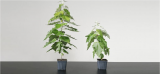 x Une start-up crée des arbres à croissance rapide et capturant plus de CO2 pour lutter contre le réchauffement climatique