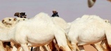 Un textile inspiré des chameaux protège des flammes et des hautes températures