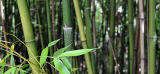 Construction : le bambou offre plus d’avantages que le bois (une étude)